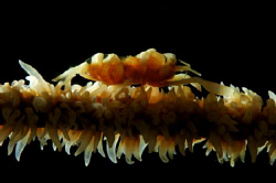 A Whip Coral Goby lit from the back and front. by Steve De Neef 